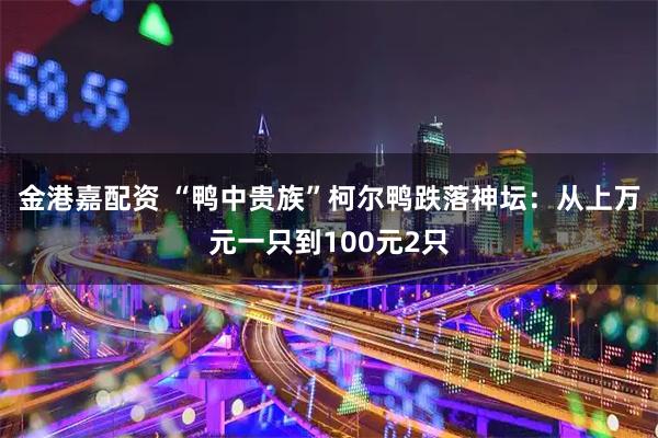 金港嘉配资 “鸭中贵族”柯尔鸭跌落神坛：从上万元一只到100元2只